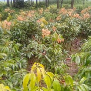 লিচু গাছের চারা (কলম)