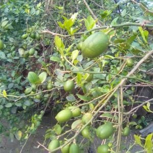 লেবু চারা