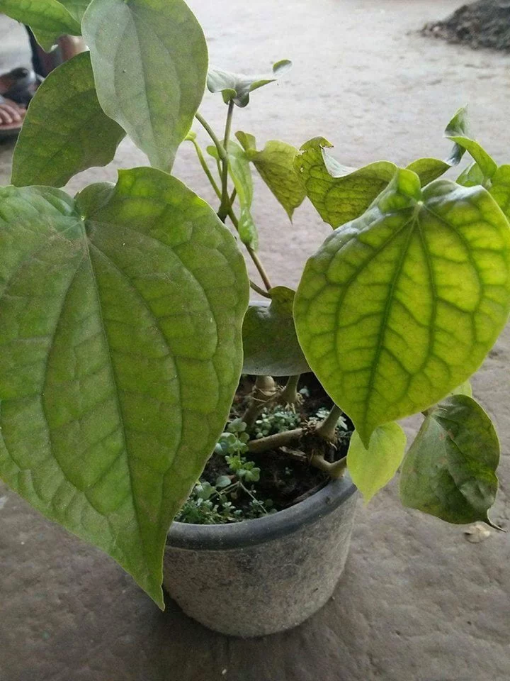 chuijhal tree