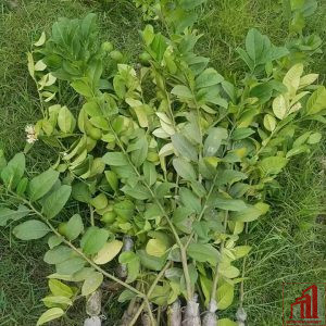 Seedless Lemon Plant For Sale BD - GETSVIEW Market