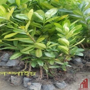 All Spice Plant For Sale in Bangladesh - GETSVIEW Market (1)