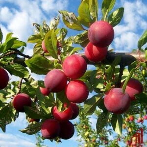 Aloo Bokhara Plant For Sale in Bangladesh - GETSVIEW Market