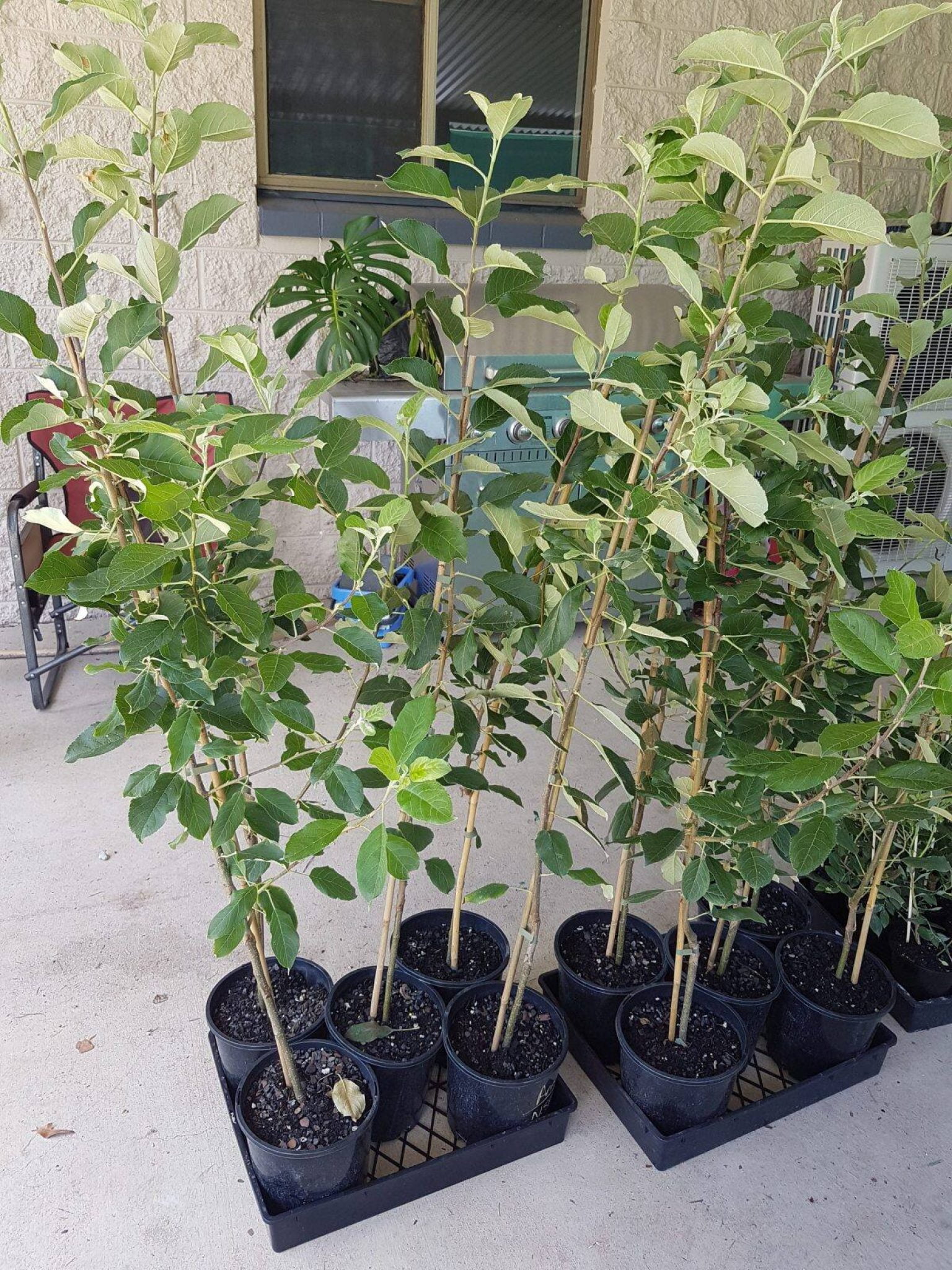 Buy Anna Apple Plant GETSVIEW MARKET