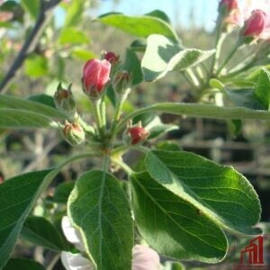 Anna Apple Plant - GETSVIEW Market