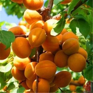 Apricot Plant For Sale in Bangladesh - GETSVIEW Market