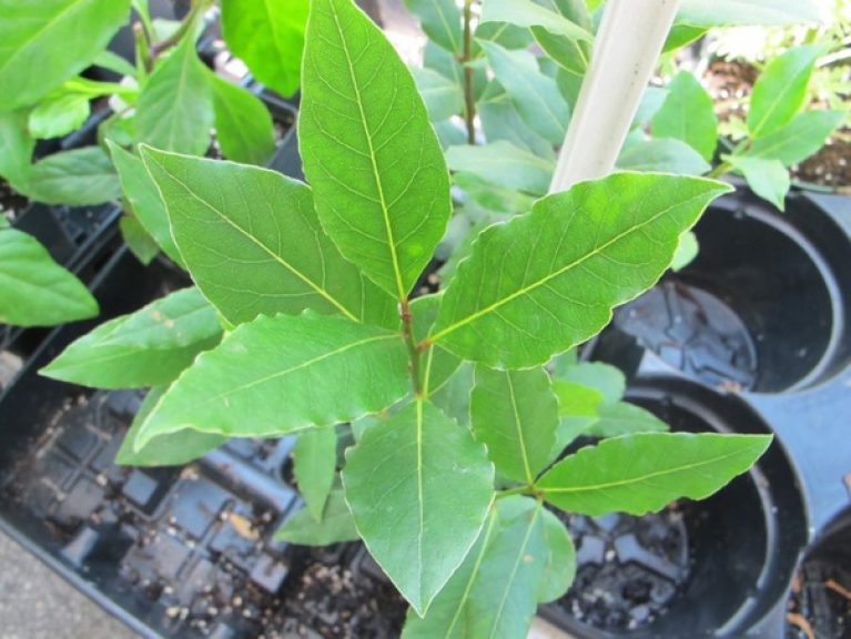 Buy Bay Leaf (Tejpata) Plant » GETSVIEW MARKET