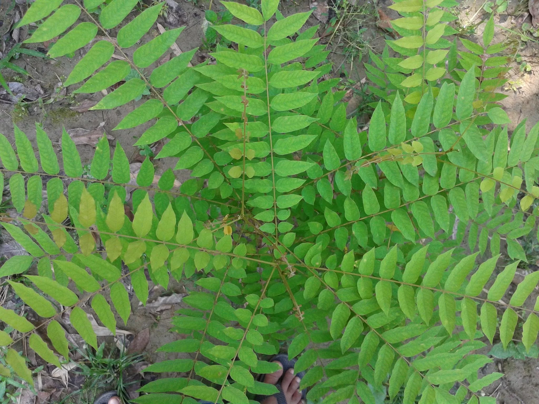 Bilimbi Plant For Sale BD - GETSVIEW Market