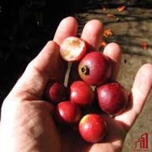 Brazilian strawberry guava