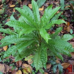 Canistel Plant For Sale - GETSVIEW Market