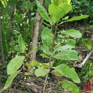 Cashew Nut Plant For Sale - GETSVIEW Market