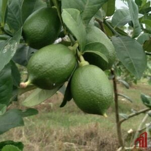 China 3 Lemon Plant BD - GETSVIEW Market