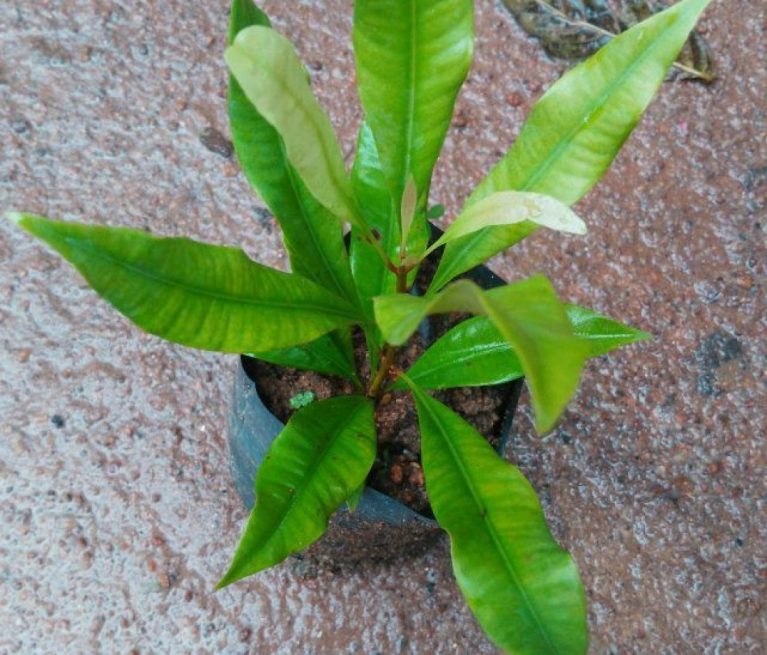 Buy Clove plant » GETSVIEW MARKET