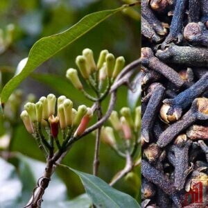 Clove Plant In Bangladesh - GETSVIEW Market