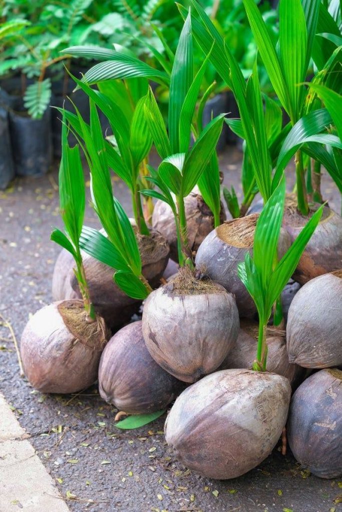 Buy Kerala Coconut Plant » GETSVIEW MARKET