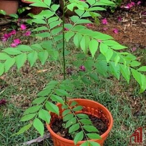 Curry Leaf Plant For Sale - GETSVIEW Market