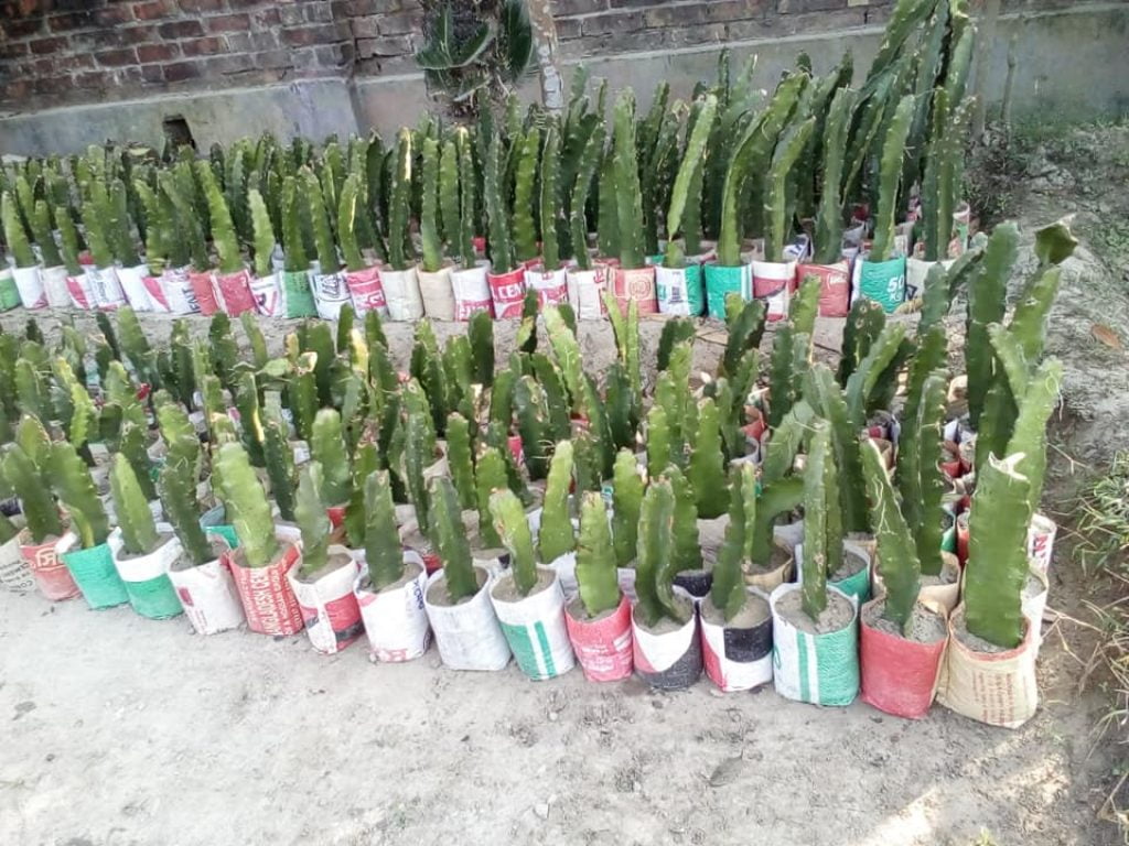 Buy Dragon Fruit Plant » GETSVIEW MARKET