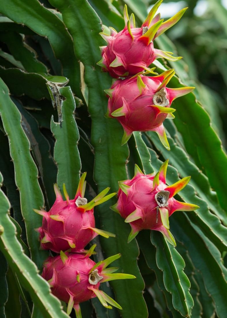 Buy Dragon Fruit Plant » GETSVIEW MARKET