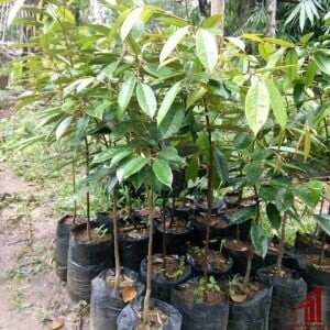 Durian Plants For Sale - GETSVIEW Market