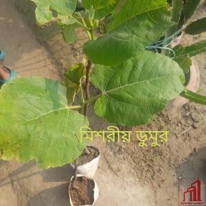 Egyptian Fig Plant For Sale in BD - GETSVIEW Market