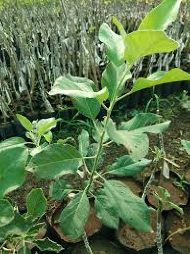 HRMN 99 Apple Plant » GETSVIEW MARKET