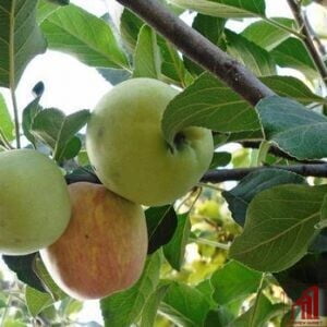 HRMN 99 Apple Plant For Sale - GETSVIEW Market