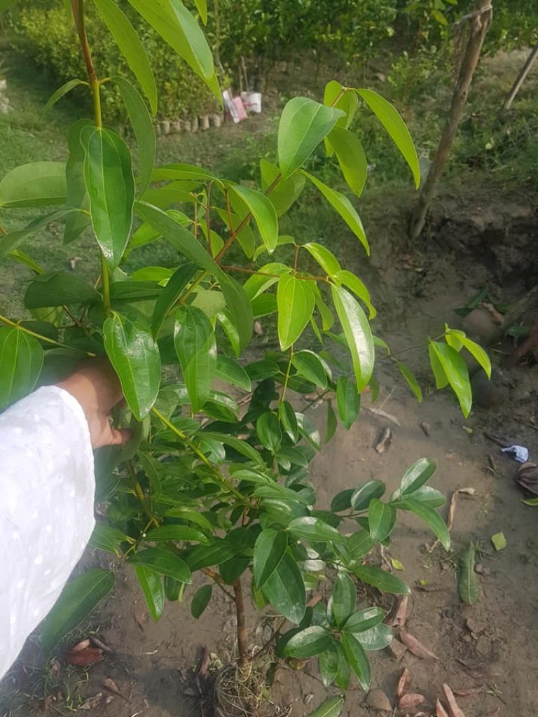 Buy Cinnamon Plant » GETSVIEW MARKET