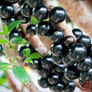 Jabuticaba Plant in BD - GETSVIEW Market