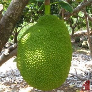 Jackfruit (12-month)