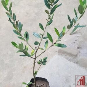 Jaitun Plant For Sale in BD - GETSVIEW Market