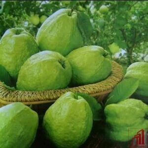 Kazi Guava Plant For Sale - GETSVIEW Market