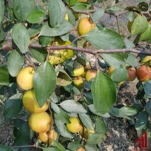 Kul Plant For Sale in BD - GETSVIEW Market