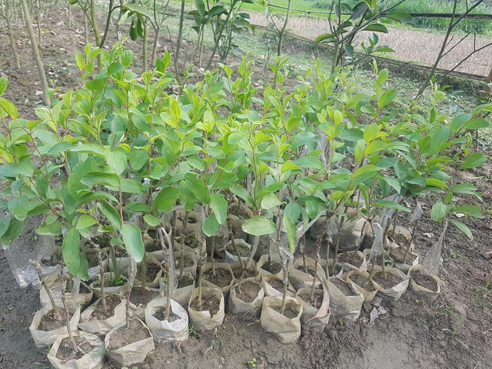 Kul Plants For Sale in Bangladesh - GETSVIEW Market