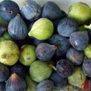 Lebanese Fig