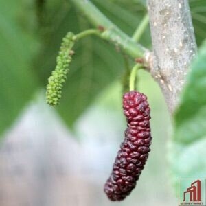 Long Mulberry Tree BD