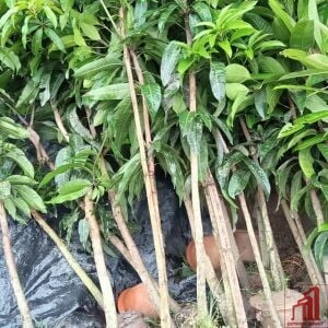 Mango Plant BD - GETSVIEW Market