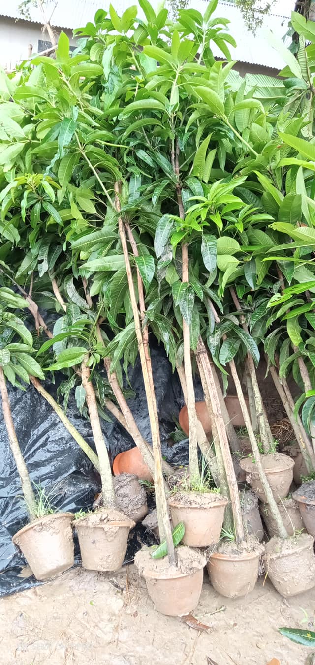Mango Plant BD - GETSVIEW Market