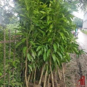 Mango Tree - GETSVIEW Market