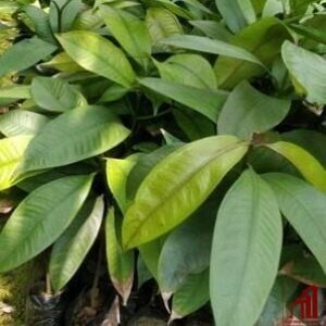 Mangosteen Plant For Sale - GETSVIEW Market