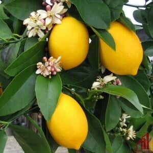 Meyer Lemon (Elachi Lemon) Plan - GETSVIEW Market