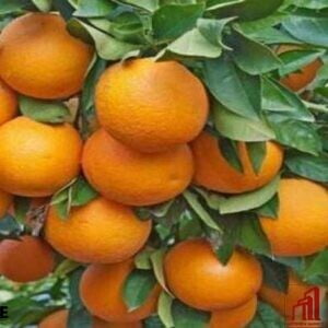 Nagpuri orange
