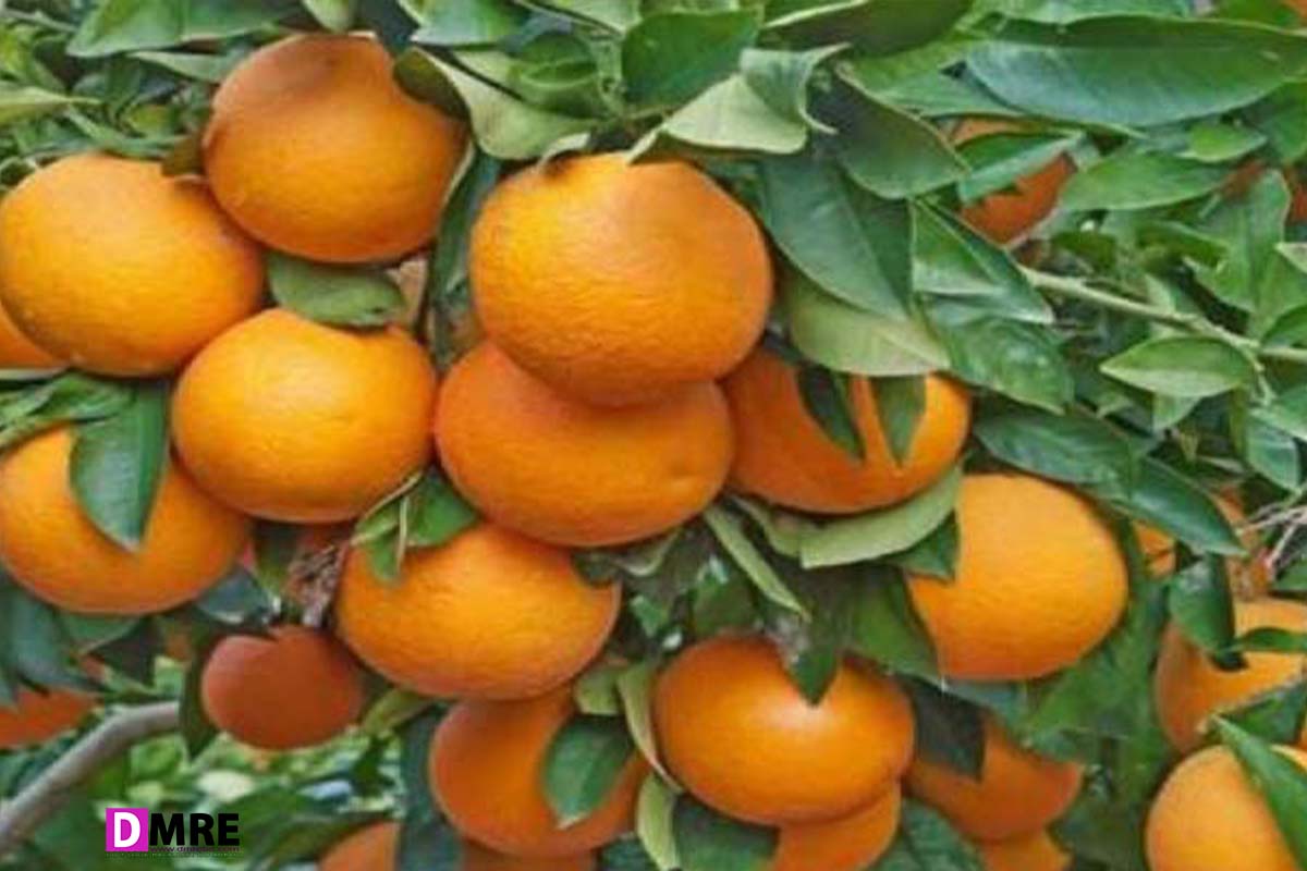 Nagpuri orange