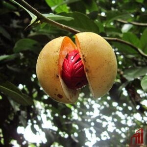 Nutmeg