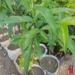 Peach Fruit Plant For Sale in Bangladesh - GETSVIEW Market