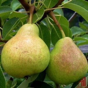 Pears Plant For Sale in Bangladesh - GETSVIEW Market