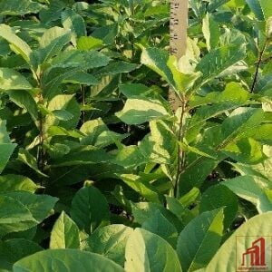 Persimmon Plant For Sale in BD - GETSVIEW Market