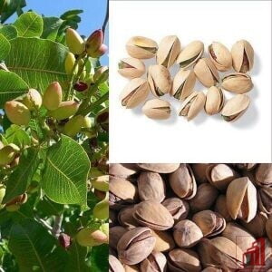 Pistachio (Pesta-Badam) plant