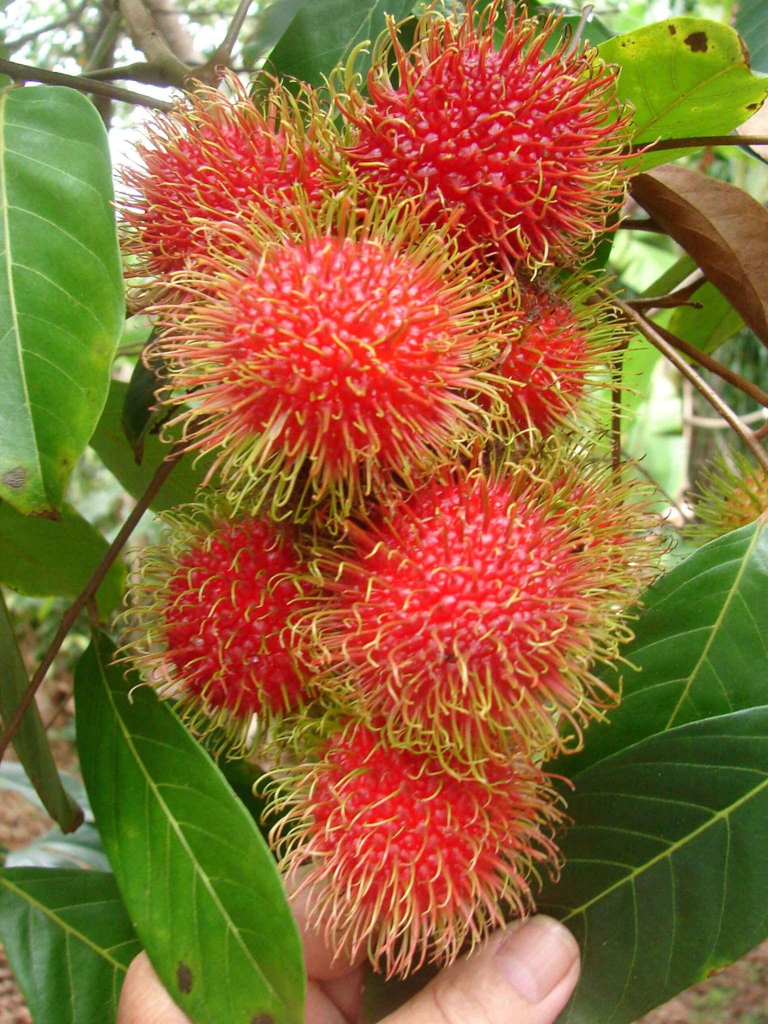 Buy Rambutan (Cutting) Plant » GETSVIEW MARKET