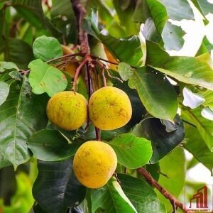 Santol Plant BD - GETSVIEW Market