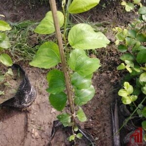 Seedless Kul (Boroi) - GETSVIEW Market