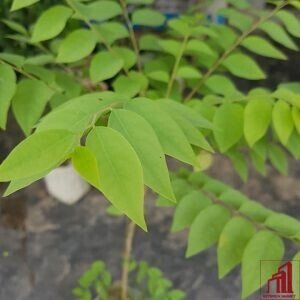 Star Gooseberry (Orboroi) Plant For Sale in Bangladesh - GETSVIEW Market